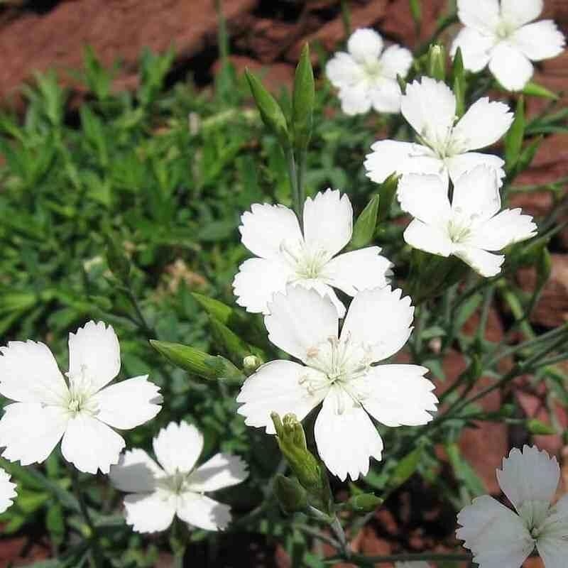 Dianthus deltoides 'Albus' - Œillet deltoïde blanc