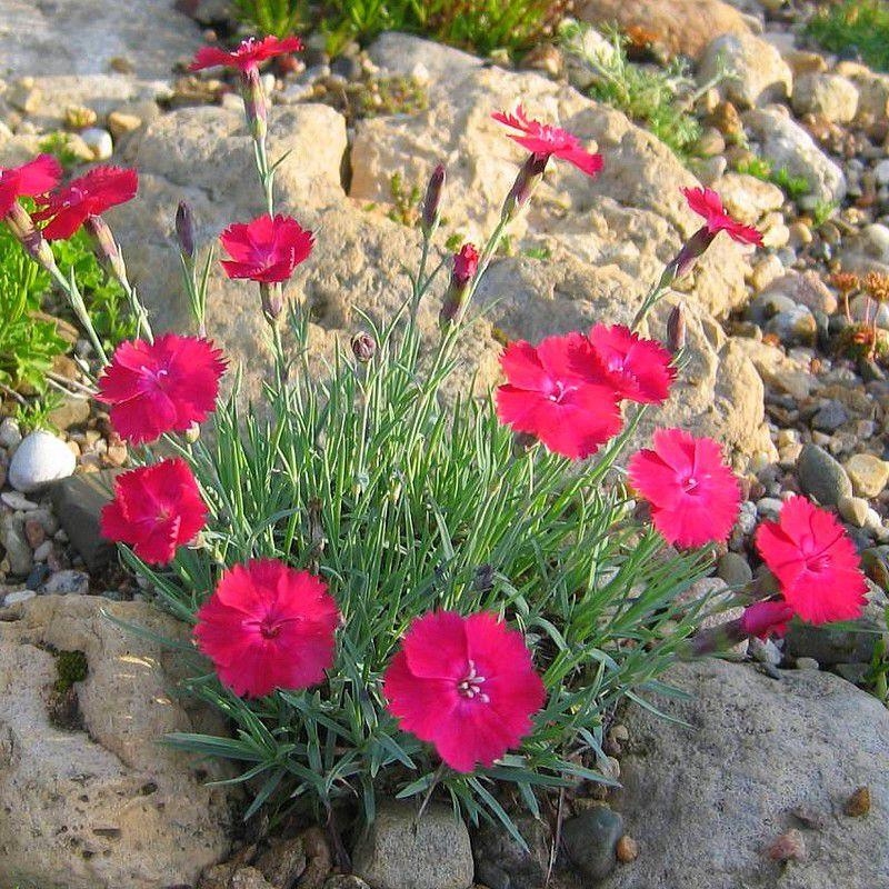 Dianthus gratianopolitanus 'Badenia' - Œillet de pentecôte rouge