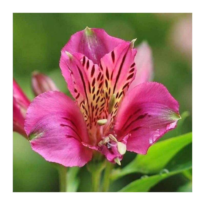 Alstroemeria 'Marcé'® - Alstrœmère rose - Lis du Pérou majestic