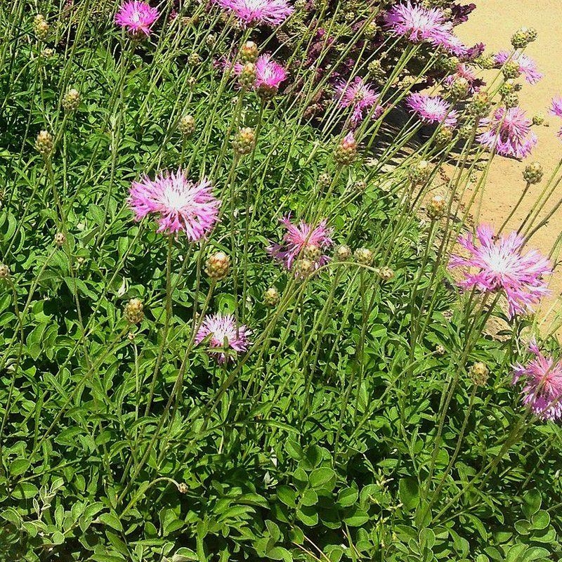 Centaurea 'Bella' - Centaurée rose couvre-sol