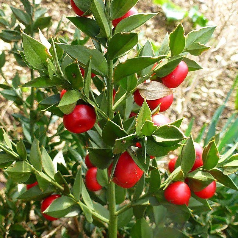 Ruscus aculeatus - Fragon petit houx - Fragonnette à baies rouges