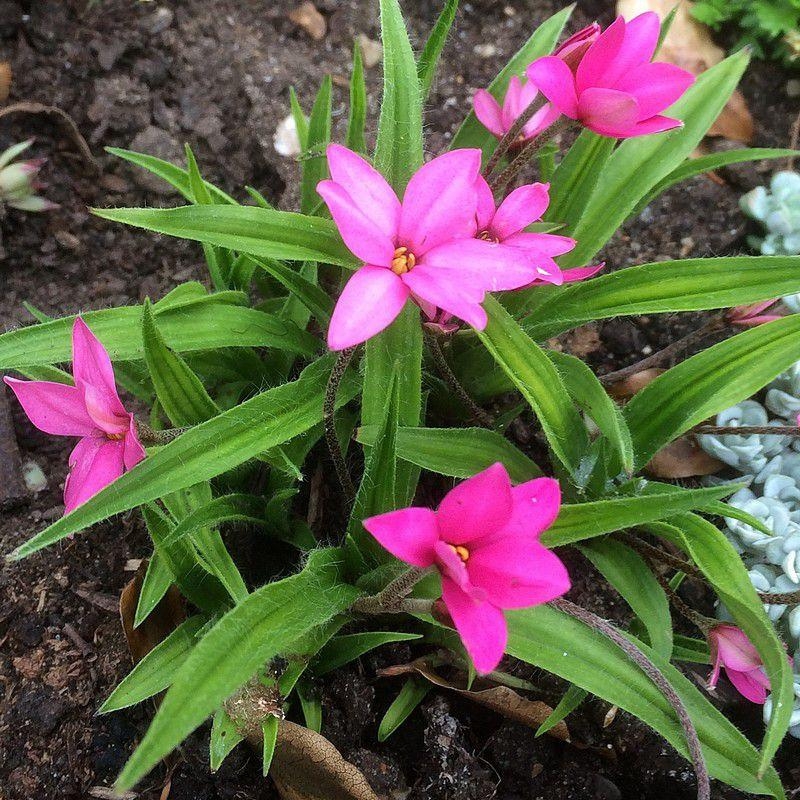 Rhodoxis 'Fairytale'® - Rhodohypoxis x Hipoxis rose