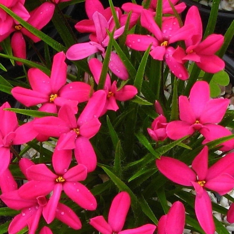 Rhodoxis 'Ruby Giant'® - Rhodohypoxis x Hipoxis rouge