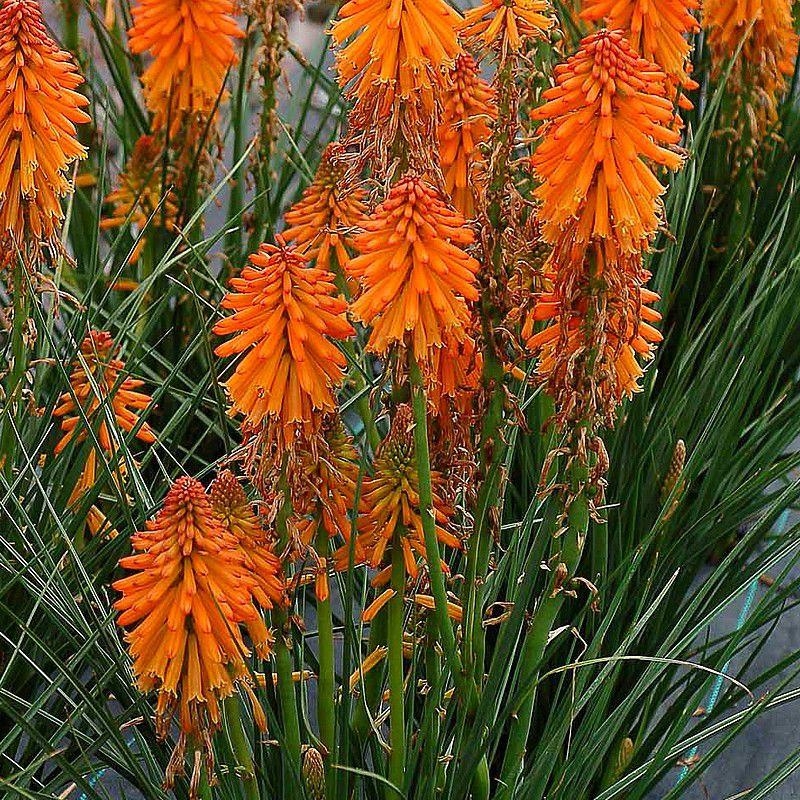 Kniphofia Poco® 'Orange' - Tritoma orange compact