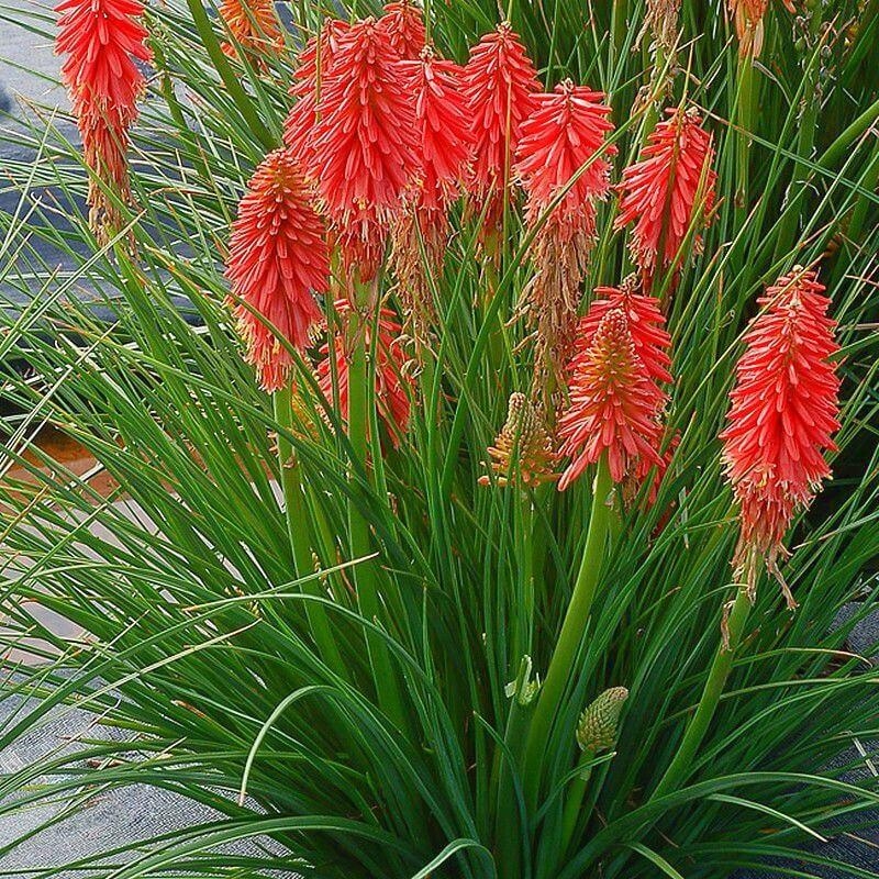 Kniphofia Poco® 'Red' - Tritoma rouge compact