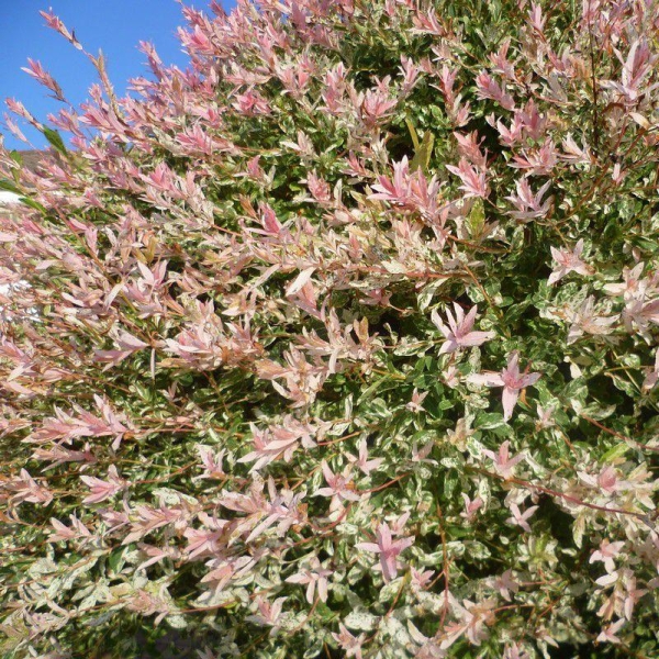 Salix integra 'Hakuro Nishiki' - Saule crevette