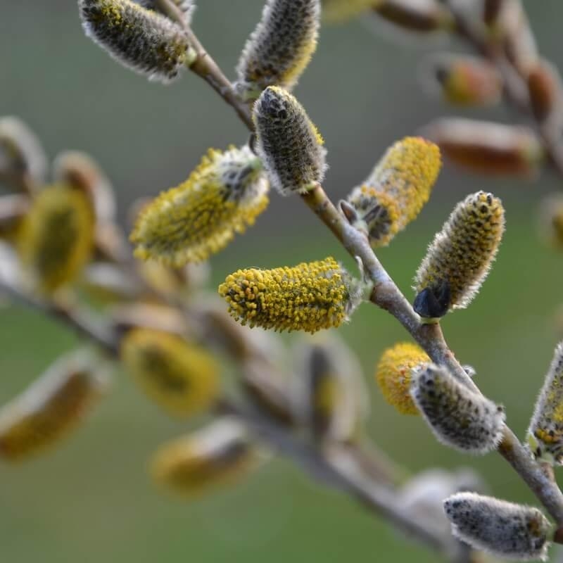 Salix irrorata - Saule à rameaux bleus