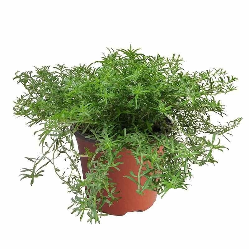 Satureja spicigera - Sarriette rampante aromatique