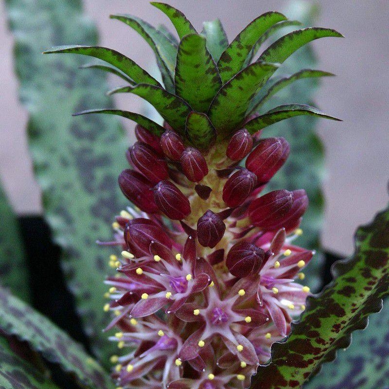 Eucomis wandermerwei 'Octopussy' - Fleur ananas pieuvre