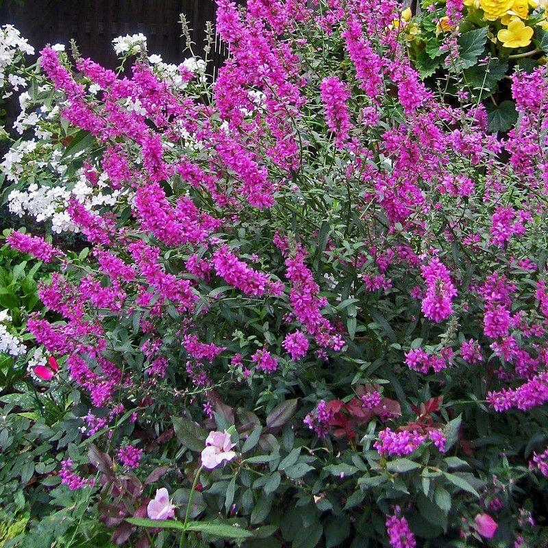 Lythrum salicaria - Salicaire officinale