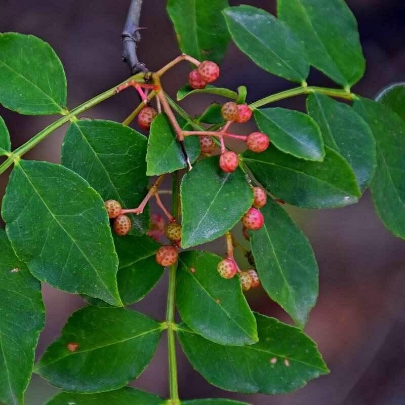 Poivrier du Sichuan - Acheter Zanthoxylum simulans