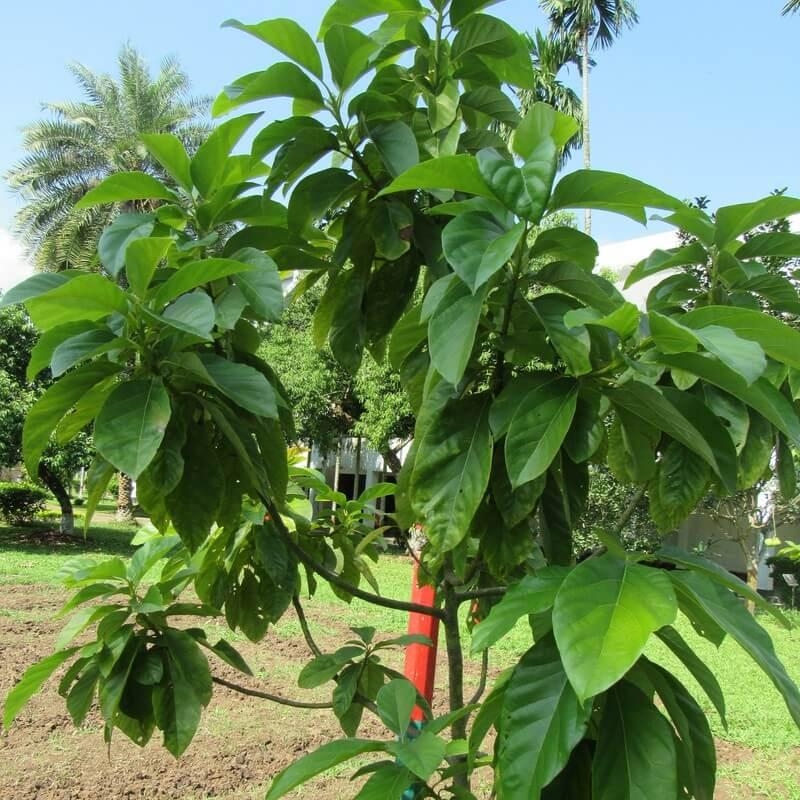 Avocatier commun - Persea americana