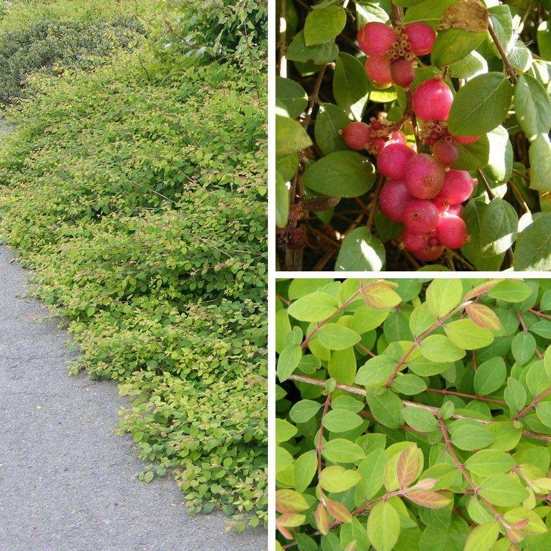 Symphoricarpos chenaultii 'Hancock' - Symphorine couvre-sol