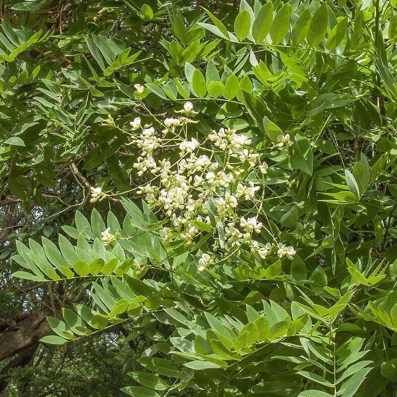 Sophora japonica - Arbre des pagodes - Sophora du Japon