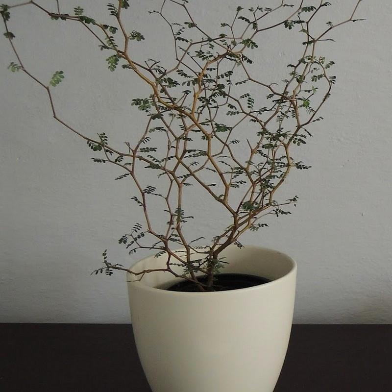 Sophora prostrata 'Little Baby' - Sophora bonsaï nain