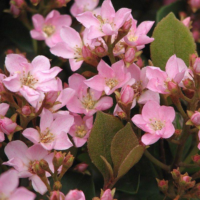 Rhaphiolepis delacourii 'Spring Time' - Rhaphiolépsis Delacour rose
