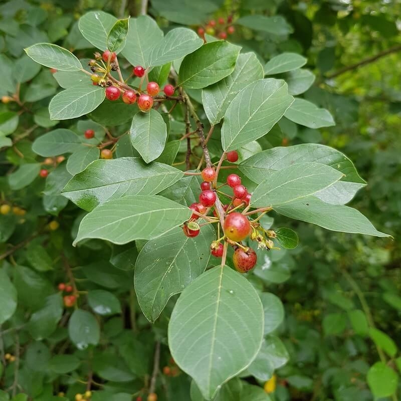 Rhamnus frangula - Bourdaine - Aulne noir - Nerprun