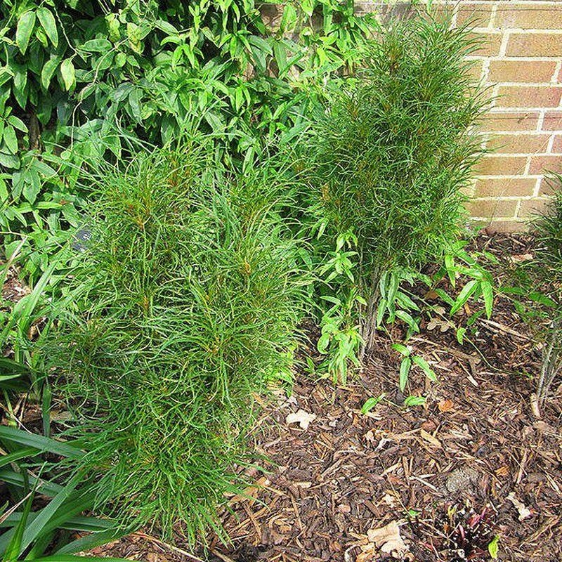 Frangula alnus 'Fine Line'® - Rhamnus fine feuille - Bourdaine érigée