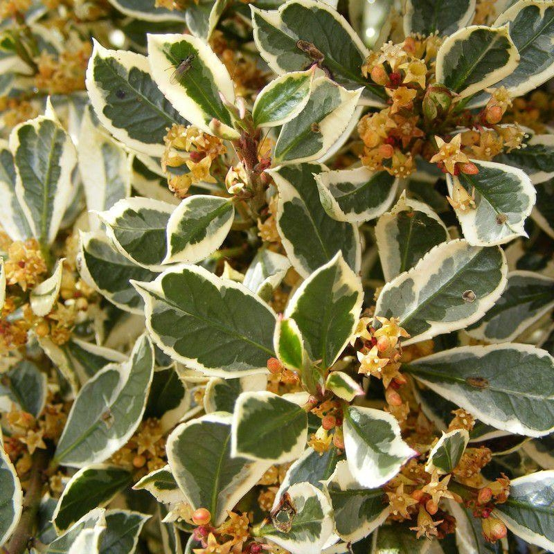 Rhamnus alaternus 'Argenteovariegata' - Bourgue épine panaché - Nerprun alaterne argenté