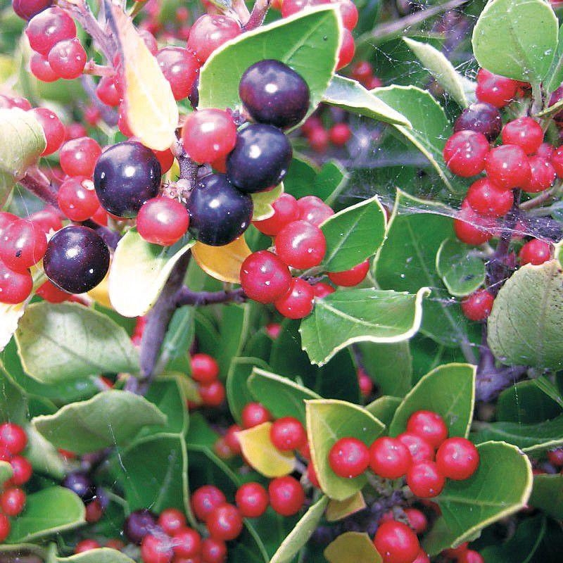 Rhamnus alaternus - Bourgue épine - Nerprun alaterne à baies rouges