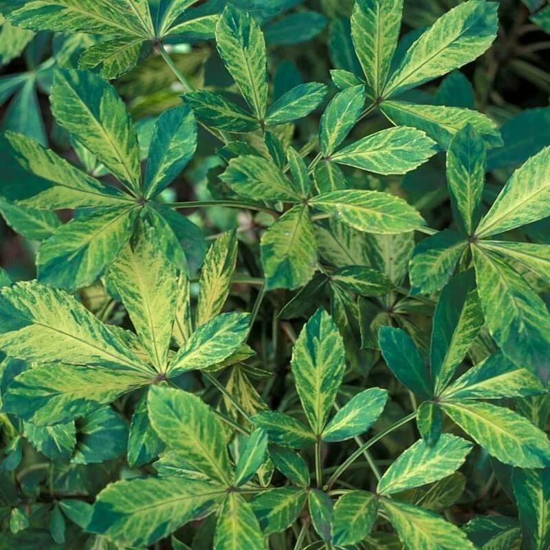 Pseudopanax lessonii 'Gold Splash' - Pseudopanax vert maculé de jaune
