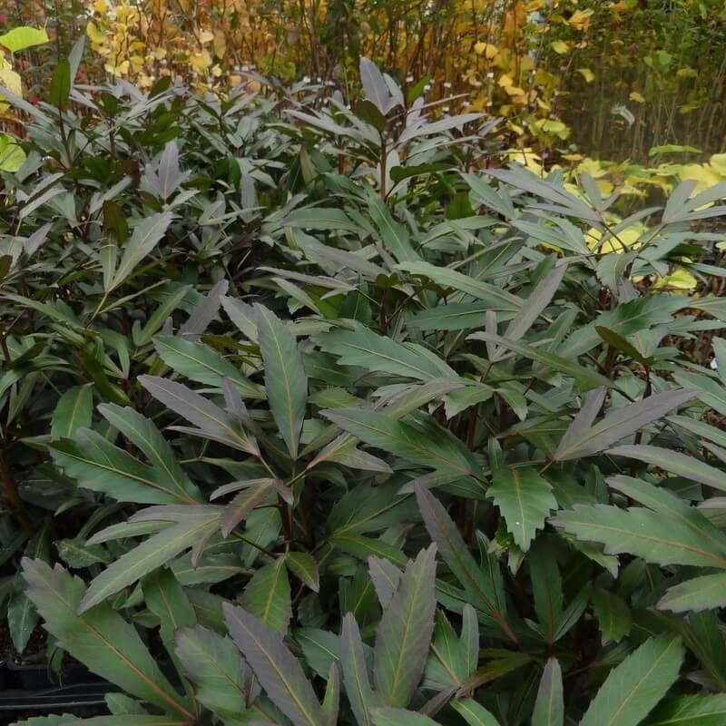 Pseudopanax lessonii 'Moas toes' - Pseudopanax vert violacé