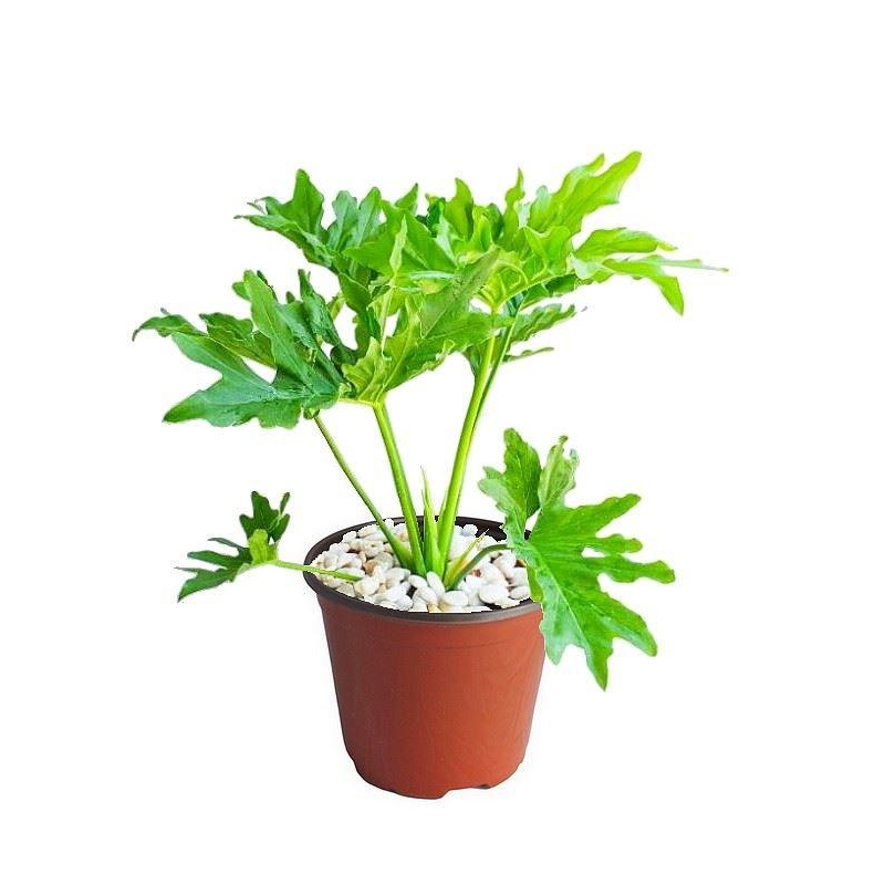 Philodendron Xanadu - Philodendron à feuilles fendues