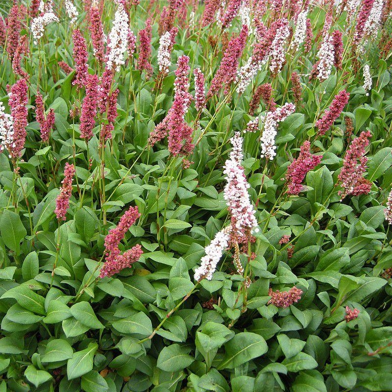 Persicaria affinis 'Superbum' - Persicaire - Renouée - Polygonum