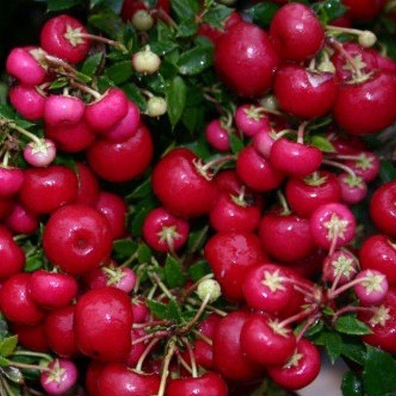 Pernettya mucronata 'Bell's Seedling' - Gaultheria rouge