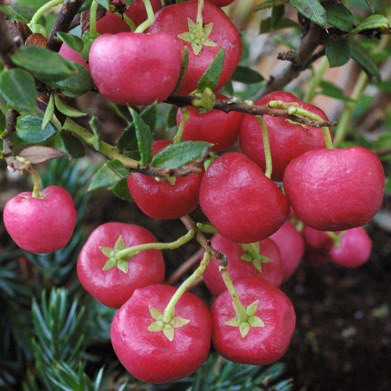 Pernettya mucronata 'Rubra' - Gaultheria rose