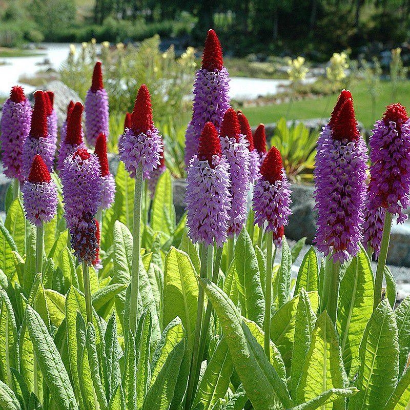 Primula vialii - Primevère des marais