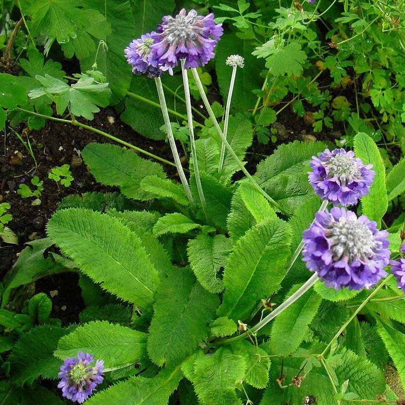 Primula capitata 'Mooreana' - Primevère de l'Himalaya violette