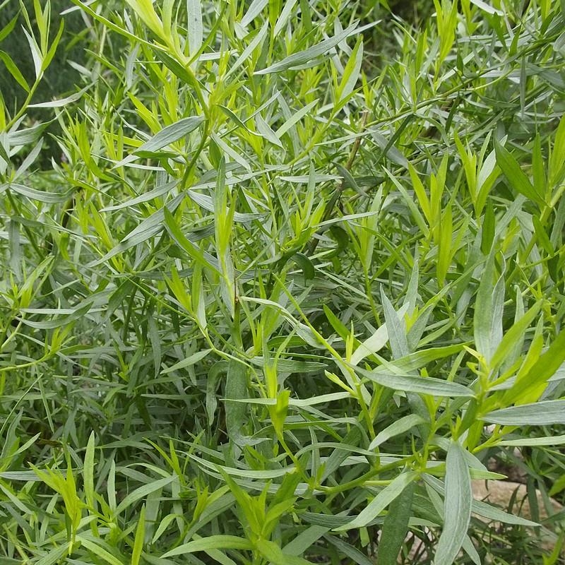Estragon - Artemisia dracunculus