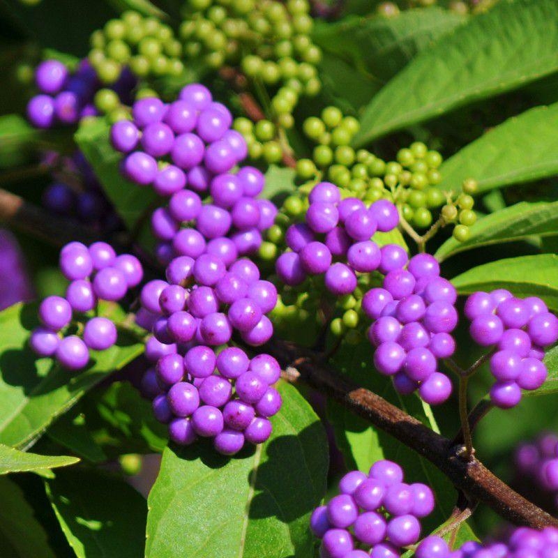 Callicarpa dichotoma 'Issaï' - Arbuste aux bonbons bleu