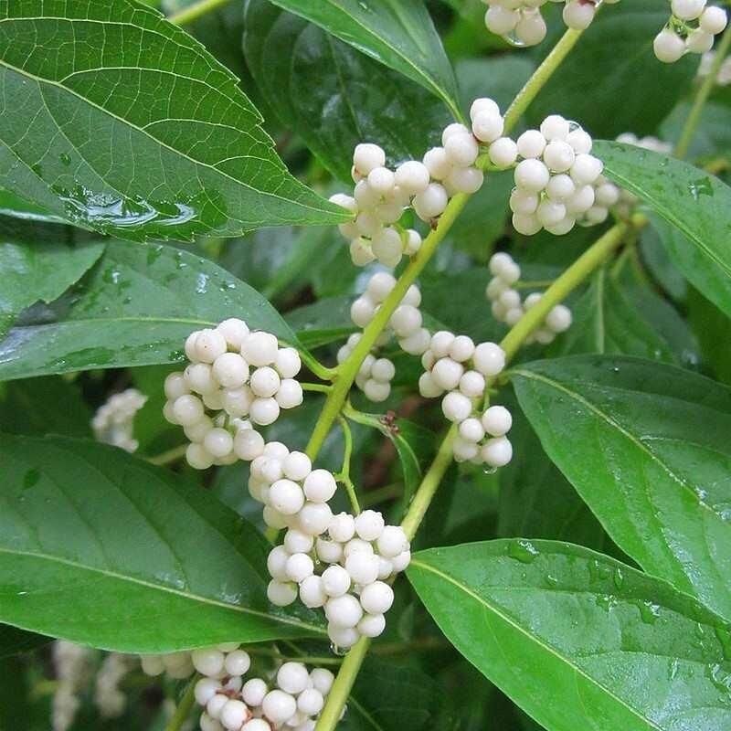 Callicarpa japonica 'Leucocarpa' - Arbuste aux bonbons blancs