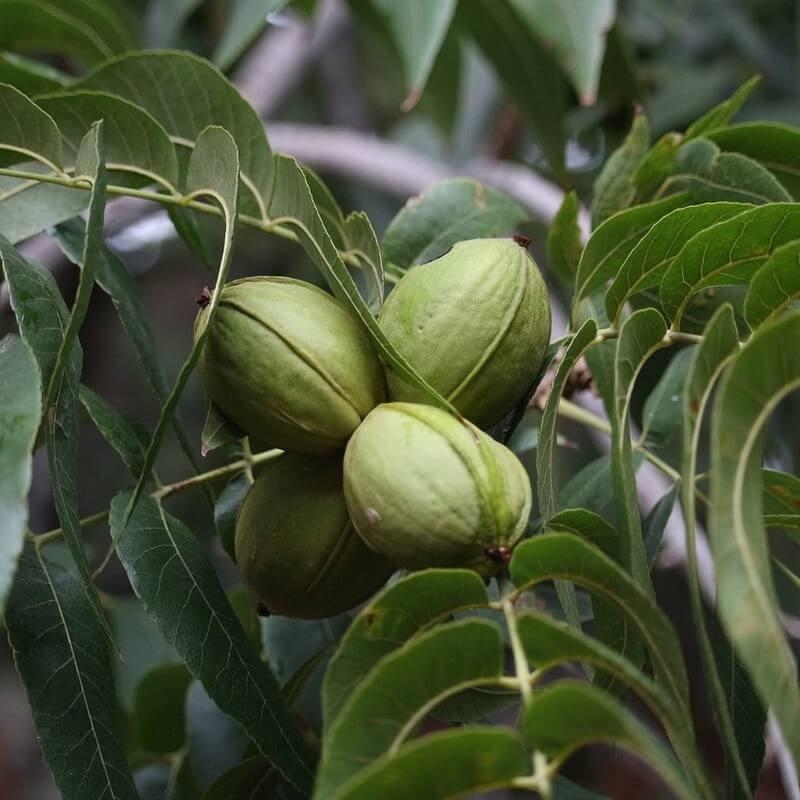 Carya illinoinensis 'Pawnee' - Noix de Pécan - Pacanier en racines nues