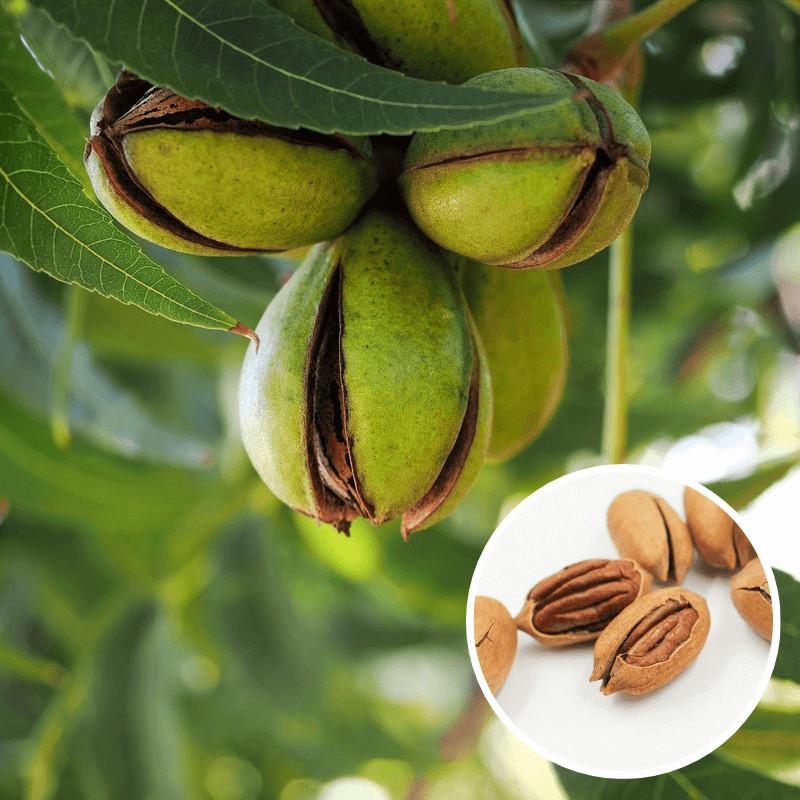 Carya illinoinensis 'Wichita' - Noix de Pécan - Pacanier en racines nues