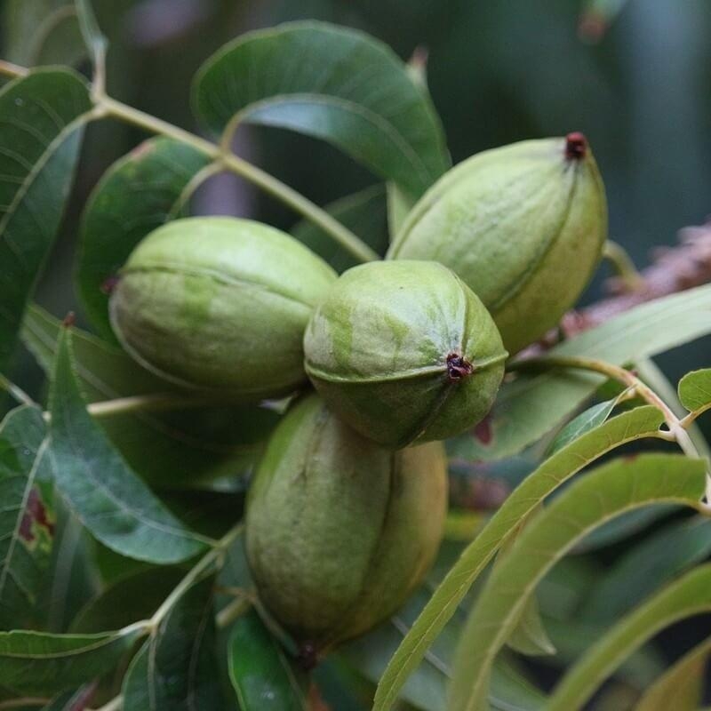 Carya illinoinensis 'Kiowa' - Noix de Pécan - Pacanier en racines nues