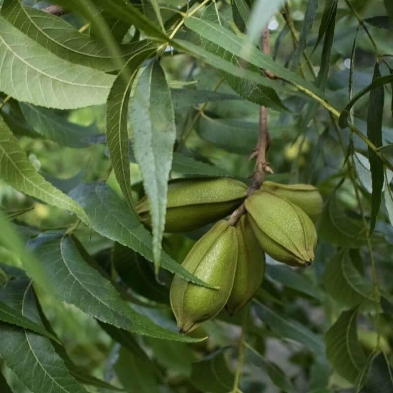 Carya illinoinensis 'Mahan' - Noix de Pécan - Pacanier en racines nues