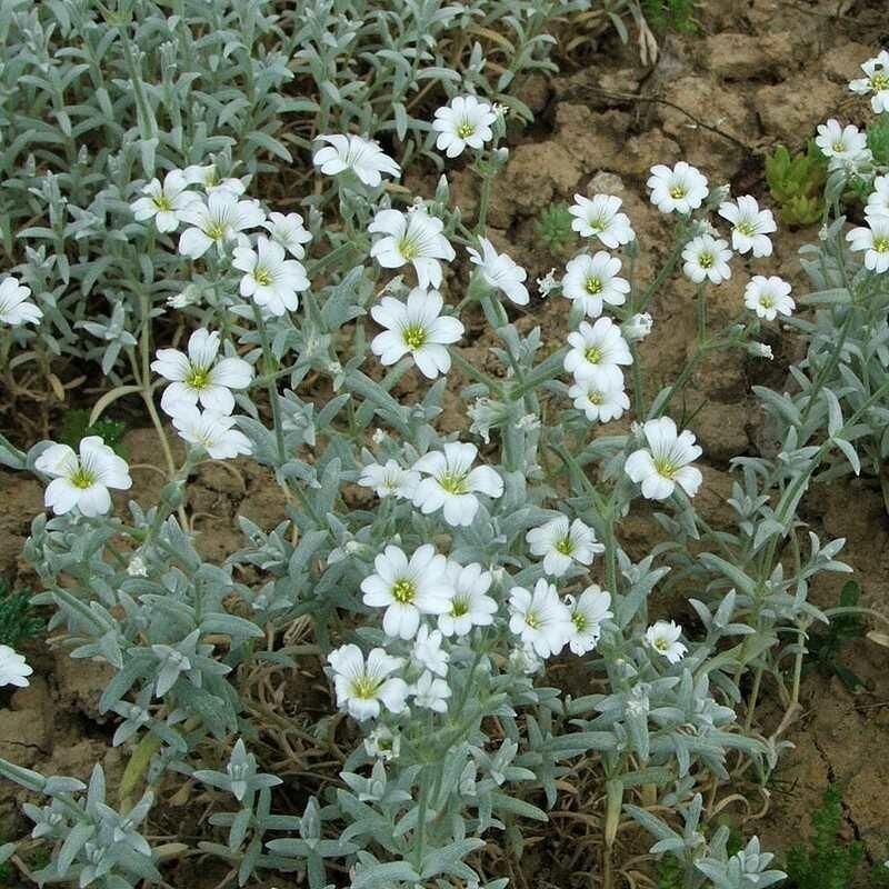 Cerastium tomentosum var. Columnae - Céraistre oreille de souris