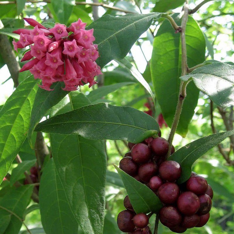 Cestrum elegans ou purpureum - Cestreau pourpre