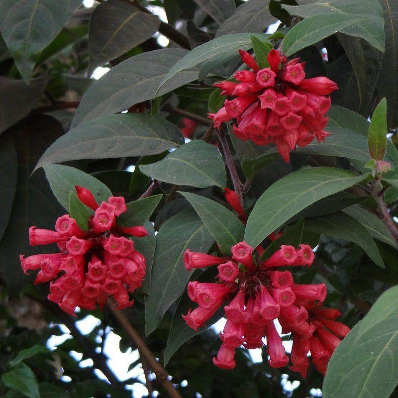 Cestrum fasciculatum 'Newellii' - Cestreau rouge du Mexique