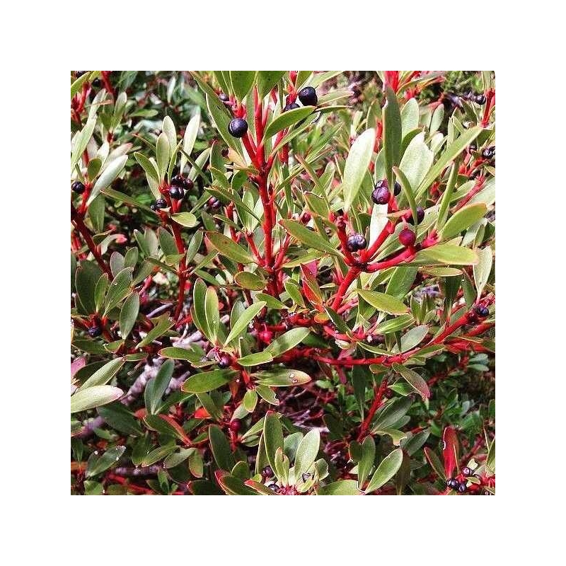 Drimys aromatica 'Red Spice' - Poivre de montagne de Tasmanie