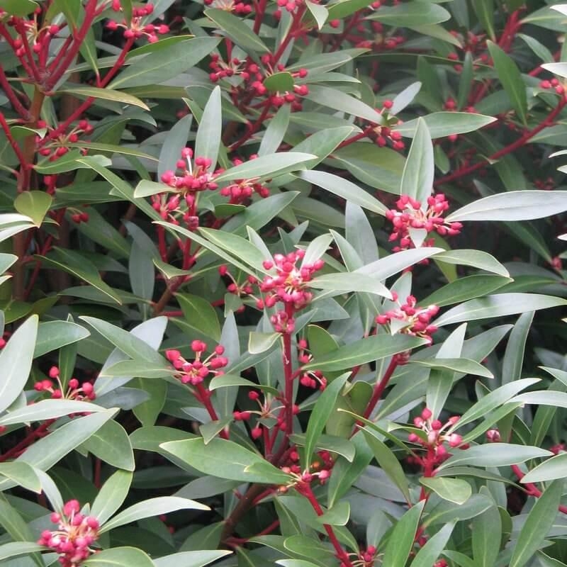 Drimys aromatica (femelle) - Poivre de Tasmanie