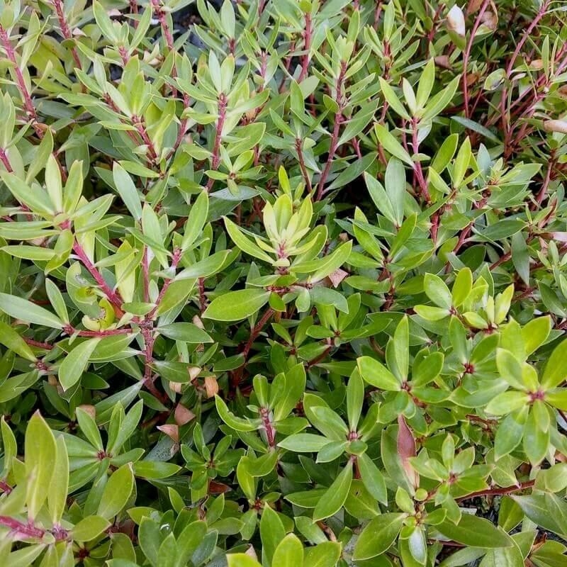 Drimys aromatica (mâle) - Poivre de Tasmanie