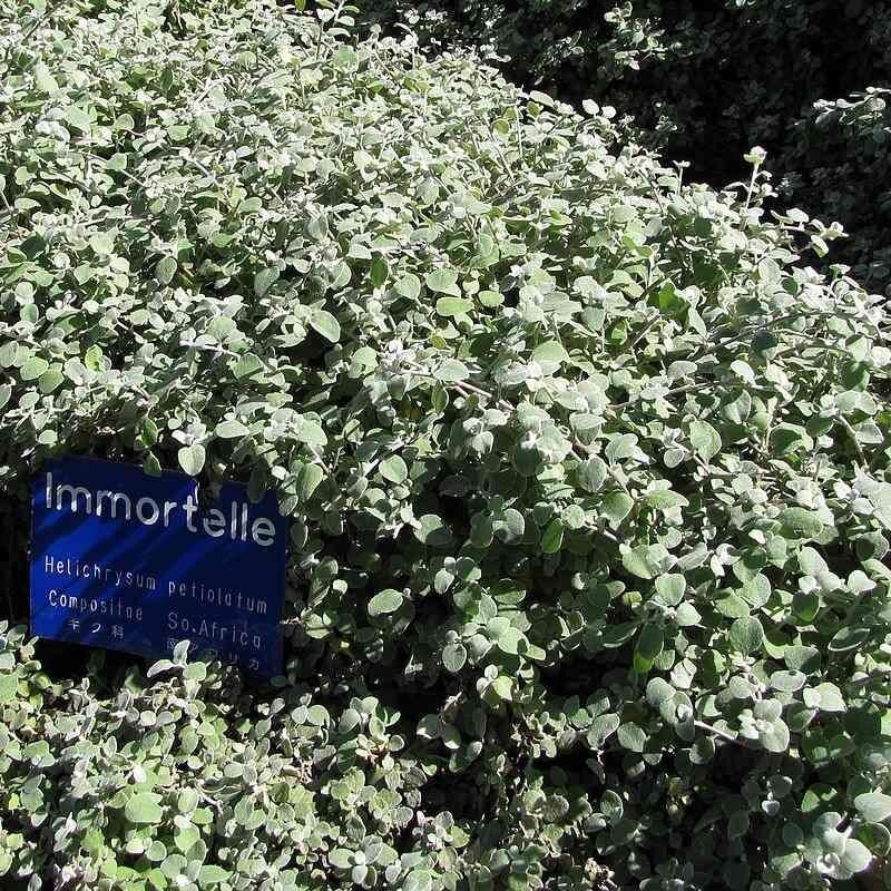 Helichrysum petiolare - Immortelle laineuse