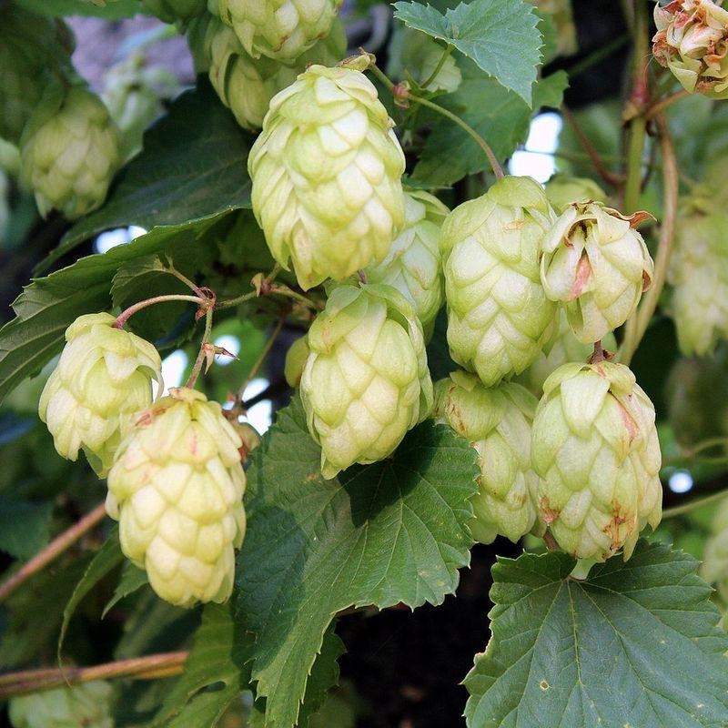 Humulus lupulus 'Nordbrau' - Houblon grimpant