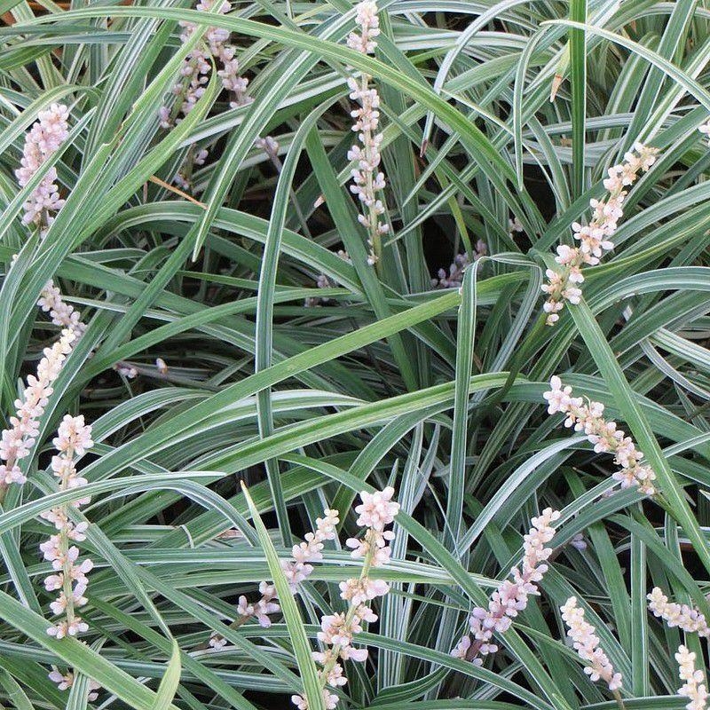 Liriope spicata 'Silver Dragon' - Ophiopogon panaché rampant