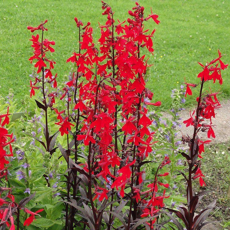 Lobelia fulgens 'Queen Victoria' - Lobélie pourpre