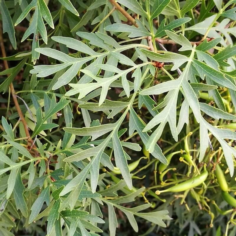 Lomatia silaifolia - Lomatia à feuilles de fougère - Buisson frisé